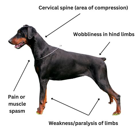 Cervical Spondylomyelopathy (Wobblers)