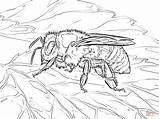 Honey Bee Coloring Page  Free Printable Templates sketch template