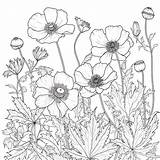 Buttercup coloring Pages – Coloring Corner sketch template