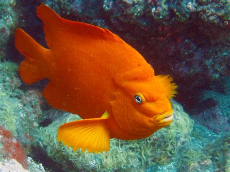 Garibaldi (U.S. National Park Service)