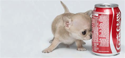 Toudi, the World's Smallest Dog Is Obviously a Chihuahua