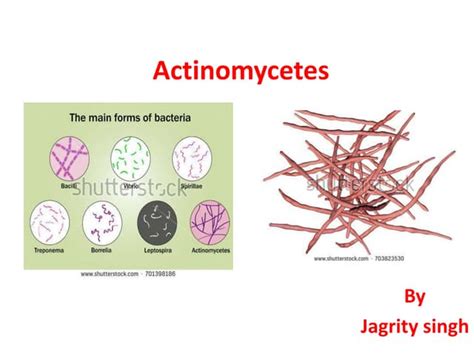 Actinomycetes | PPT