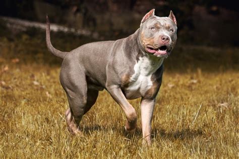 Gotti Pitbull: Facts, Origin & History (With Pictures) - Pet Lovers