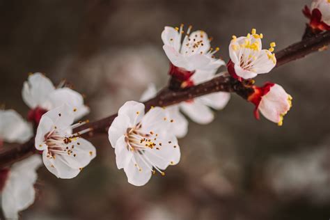 5 Places to See Plum Blossom in Tokyo - GaijinPot