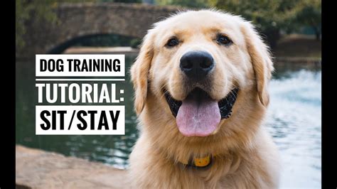 Dog Training Tutorial: Sit/stay - YouTube