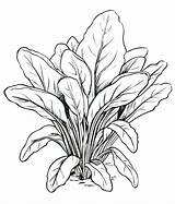 Free Printable Vegetables Coloring Pages List sketch template