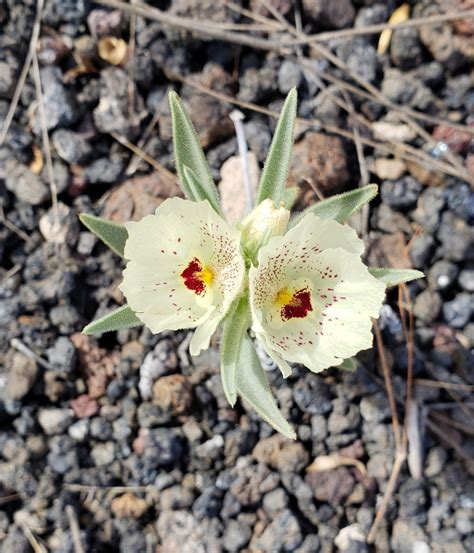 Ghost Flowers in the Sonoran Desert - Observation of the Week, 3/8/2019 · iNaturalist