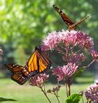 Monarch Butterflies On Flowers Free Stock Photo - Public Domain Pictures