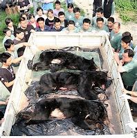 SOLYMONE BLOG: 19 RARE ASIATIC MOON BEARS RESCUED FROM BEAR BILE FARM IN VIETNAM