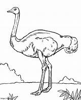 Wild Ostrich coloring page sketch template