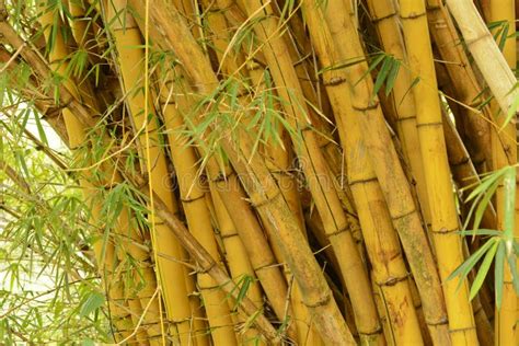 Bamboo stock photo. Image of green, grass, oriental, plant - 1337806