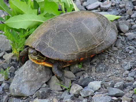 File:Midland painted turtle.jpg - Wikipedia