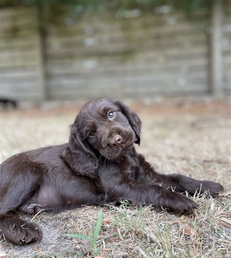 Cocker Spaniel Puppies for Sale Melbourne, VIC | K9 Breeders