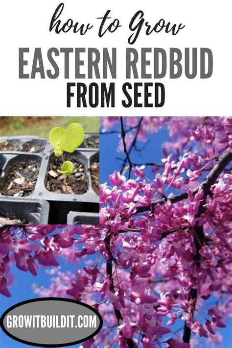 How to Grow Eastern Redbud Tree from Seed – GrowIt BuildIT | Redbud ...