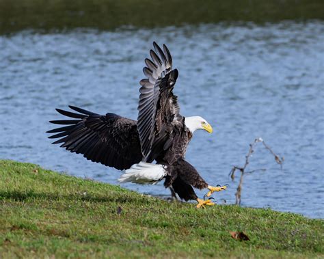 Eagle Landing Photograph by Chuck Behrmann - Pixels