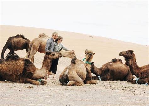 All about camel riding in Morocco - Kam Kam Dunes