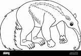 Anteater Drawing Clipart Cliparts Coloring Draw Easy Outline  sketch template