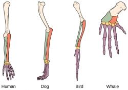 Rocketlit Science Reading for fossil record, homologous structure ...