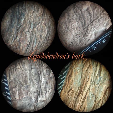 Lepidodendron's bark - Members Gallery - The Fossil Forum