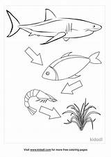 Food Chain Coloring Ocean Pages Web Sheets Printable Worksheet Drawing  sketch template