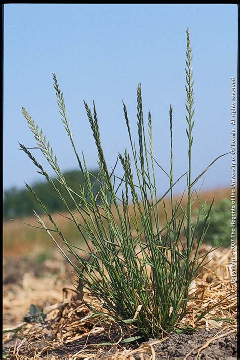 Herbicide Resistant Italian Ryegrass in California: Identification and ...