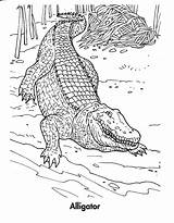Free Printable Crocodile Coloring Pages For Kids sketch template