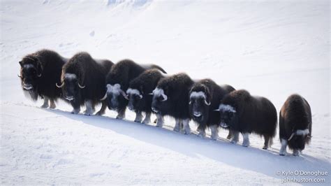 MUSK OX HERD — John Huston – Polar Explorer