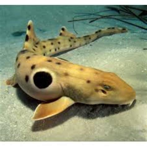 Epaulette Shark Information and Picture | Sea Animals