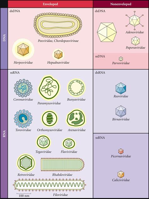 Viruses » Pathogen Profile Dictionary W tAB3N KOL DOL HYNTAHO LAMA ...