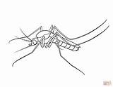 Silverfish Coloring Pages sketch template