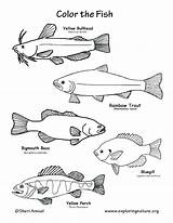 Brook Trout Coloring Page At GetColoringscom  Free Printable sketch template