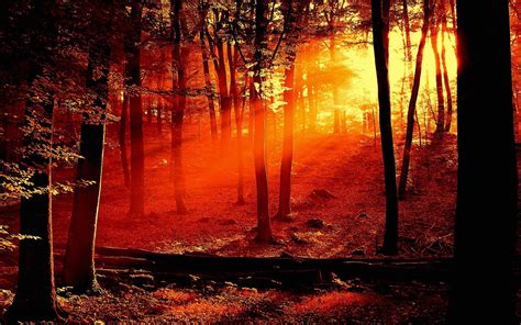 Forest Sunrise Wallpapers - Top Free Forest Sunrise Backgrounds ...