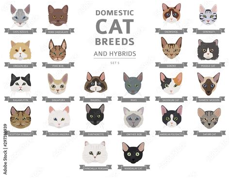 Domestic cat breeds and hybrids portraits collection isolated on white ...