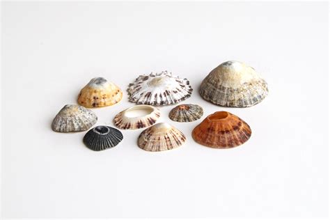 limpets (mary jo hoffman) | Mary jo hoffman, Mythical sea creatures ...