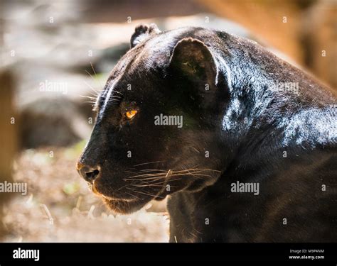 Jaguar (Panthera onca), Black Panther, animal portrait, adult, captive ...