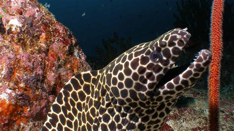 Moray Eel - Muraenidae | Underwater Asia