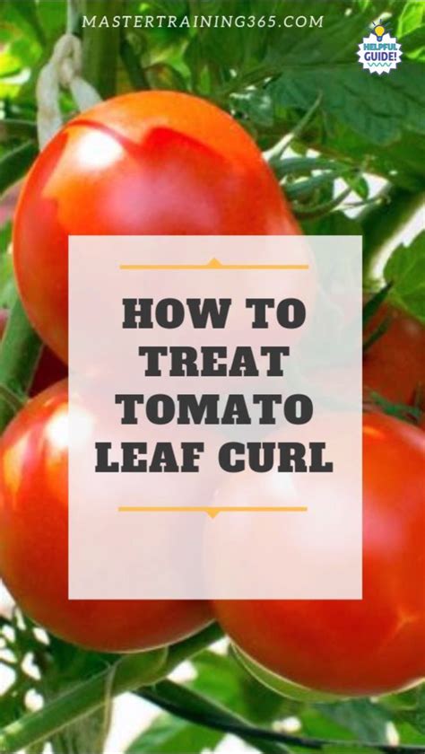 How To Treat Tomato Leaf Curl, #Curl #diygardenvegetablevideos #Leaf # ...