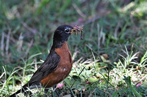 Signs of Spring: 8 Great Spring Birding Moments - Birds and Blooms