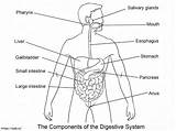 Digestive System coloring Page sketch template