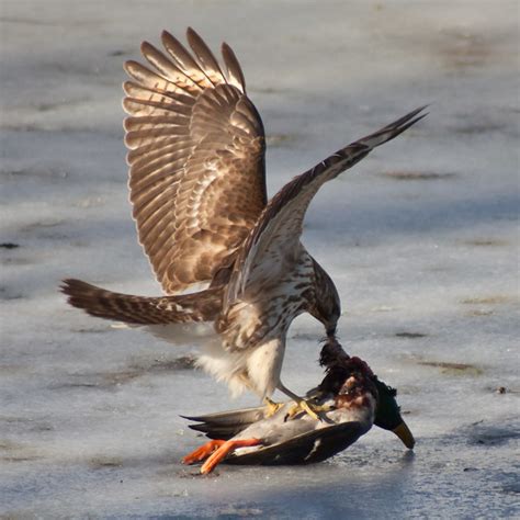 Red-tailed Hawk with Prey (Mallard) | Flickr - Photo Sharing!