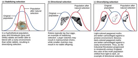 [Solved] Disruptive selection: 1.a) What is disruptive selection? b) Choose... | Course Hero