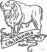 Water Buffalo Coloring Page At GetColoringscom  Free Printable sketch template