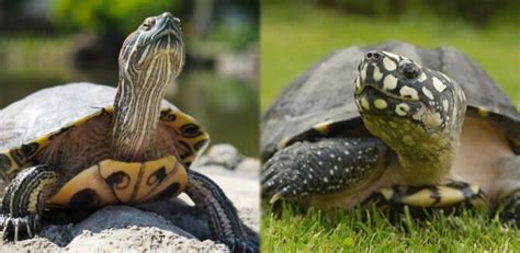 Terrapin vs Turtle - Main Differences Explained