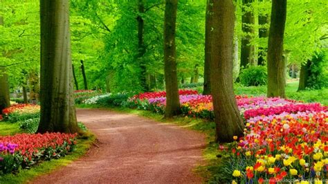 Colorful Spring Park Nature HD Wallpapers Desktop Background