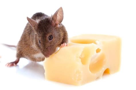 Can Rats Eat Cheese & Do They Like It? | Misfit Animals