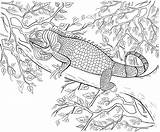 Zentangle Gharial Crocodile coloring Page Stock Vector Image By  sketch template