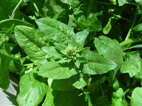 Bolting Spinach Plant – Photos Public Domain