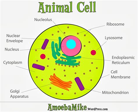 Animal Cell Colored And Labeled