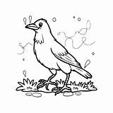 Premium Vector  Crow coloring Pages Bird outline vector For sketch template