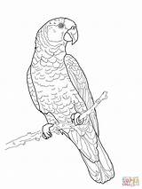 Imperial Amazon Parrot coloring Page  Free Printable Coloring Pages sketch template